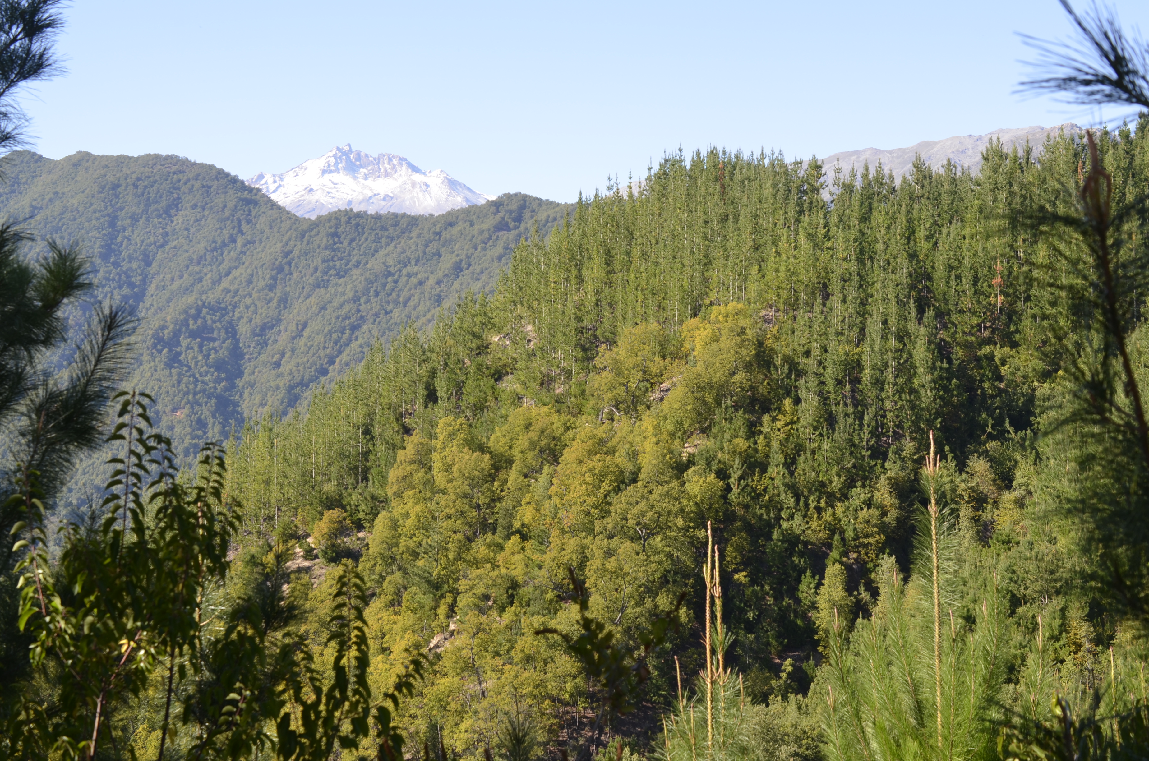 Chilean forests